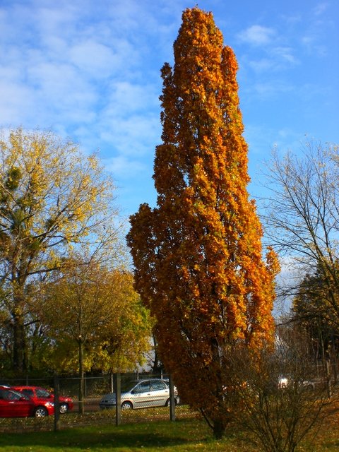 Quercus robur 'Fastigiata' automne